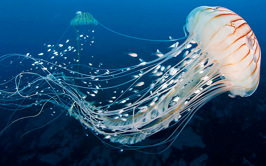 andres20ad's tweet photo. ¿Sabías que las medusas carecen de cerebro y corazón? Es lo más parecido a la gente de derecha que existe en el reino animal. https://t.co/S4iIltxeUE