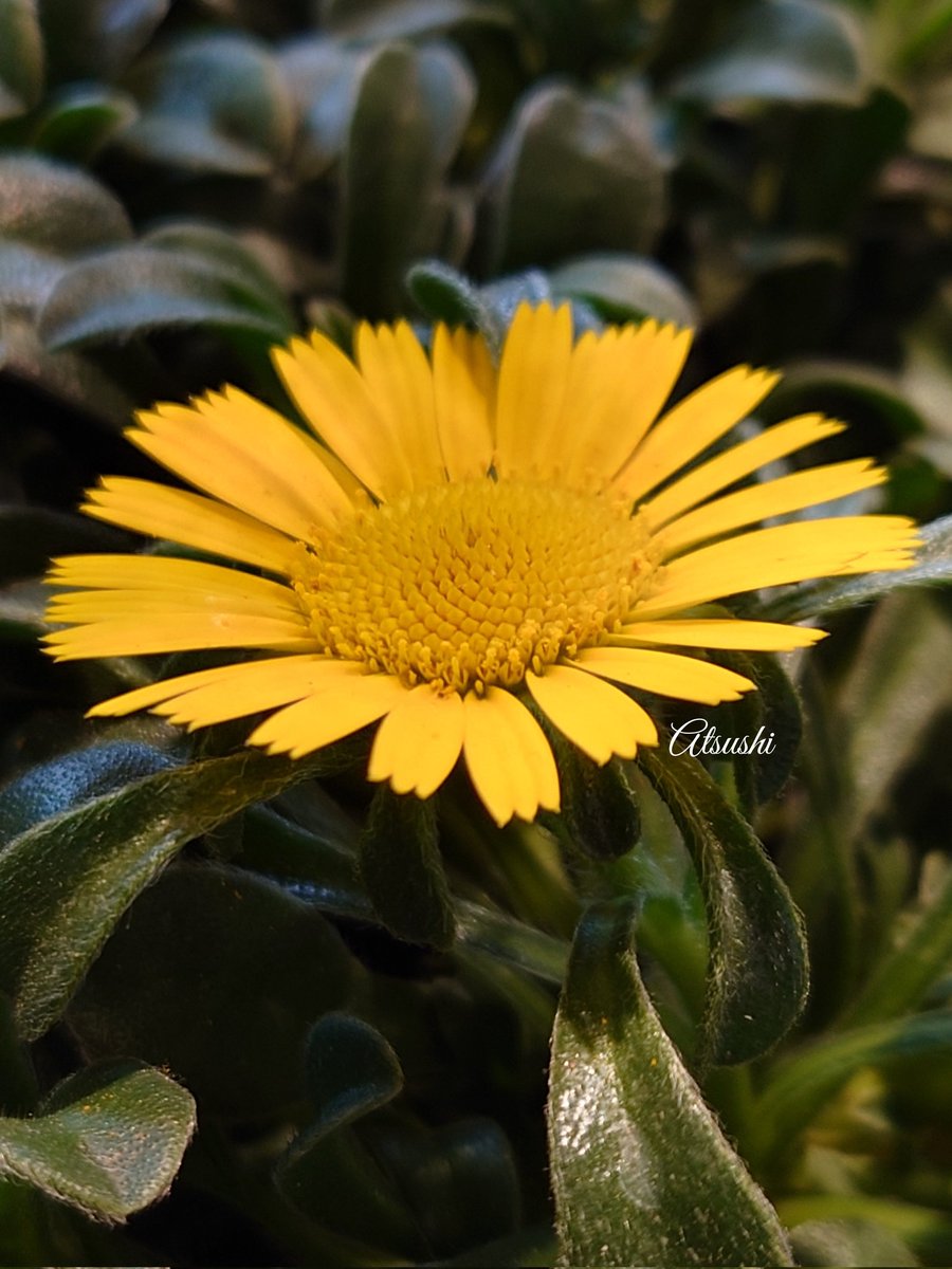 Asteraceae flower called 'Gold coin' because the flower looks like a Gold coin 🟡🟢🟡 #FlowersOnFriday