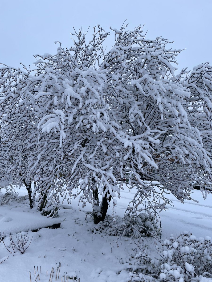 Juniper Tree Therapy tweet media