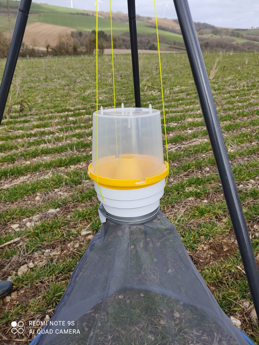 Cages à émergence posées sur le territoire #R2D2 sur des parcelles de #colza et d'interculture piège pilotée. En sortant de leur période de nymphose les grosses #altises émergent sous la cage, remontent le long de la toile et seront emprisonnés dans un flacon. #terresinovia