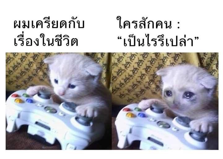 yoxrgravity's tweet image. โคตรจริง