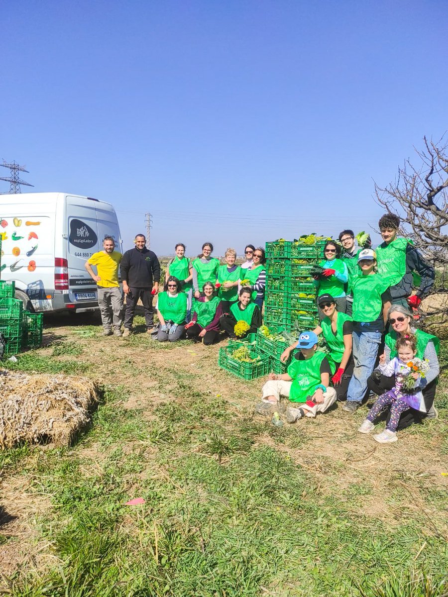 En una sola mañana, nuestro voluntariado salvó 4.000 kg de brócoli no comercializables por criterios puramente estéticos. 

El #espigueo permite dar una segunda oportunidad a excedentes agrícolas y sensibilizar a la ciudadanía sobre las #pérdidas que se producen en el campo.⬇️