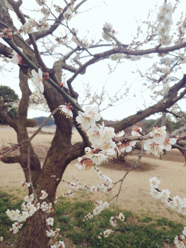 John45748358's tweet photo. 梅が��麗でした
少し散ってたかな🌼.* https://t.co/fn6r9MSLfe