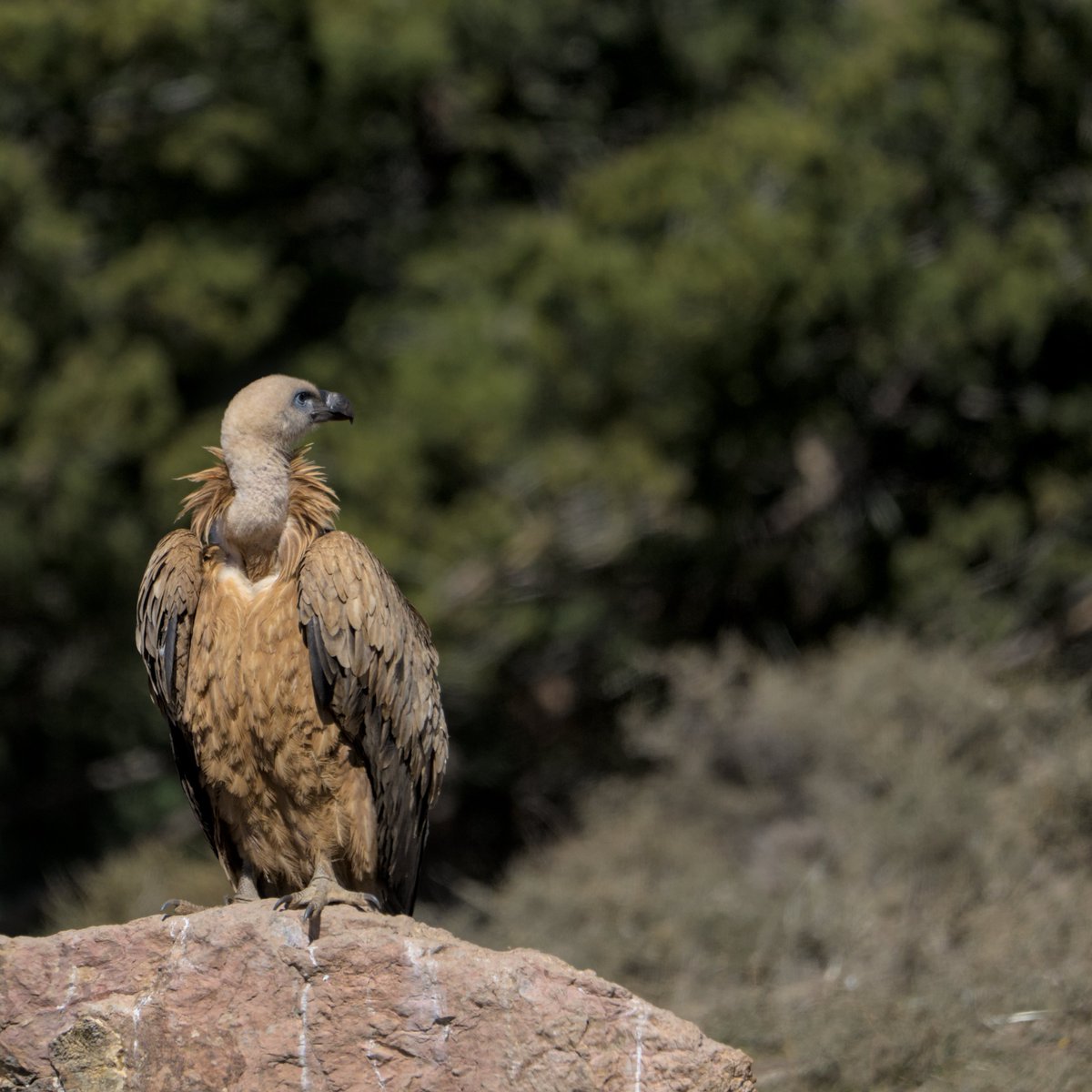 Voltor Comú | Buitre Leonado
#VoltorComú #BuitreLeonado #Gypsfulvus #EurasianGriffonVulture
#Nikon #amateurphotography #birding #birdingphotography
#natura #nature #naturaleza #Birds #Ocells #Aves #tamron #birdingcatalunya