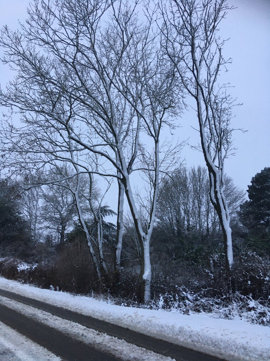 FloralRainbowAW's tweet image. A very snowy, bitterly cold #MorningWalk #Indie &amp;amp; #Albie with us today, the church looked beautiful, lamp posts &amp;amp; trees likewise 😃 proper creaky snow, snow plough through earlier 🥾❄️🐕‍🦺❄️🌬❄️