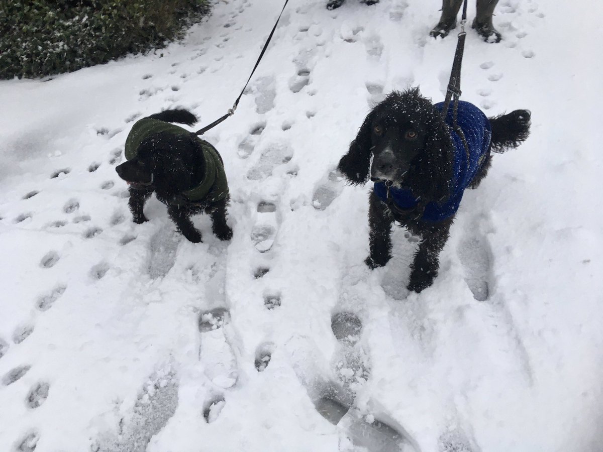 FloralRainbowAW's tweet image. A very snowy, bitterly cold #MorningWalk #Indie &amp;amp; #Albie with us today, the church looked beautiful, lamp posts &amp;amp; trees likewise 😃 proper creaky snow, snow plough through earlier 🥾❄️🐕‍🦺❄️🌬❄️