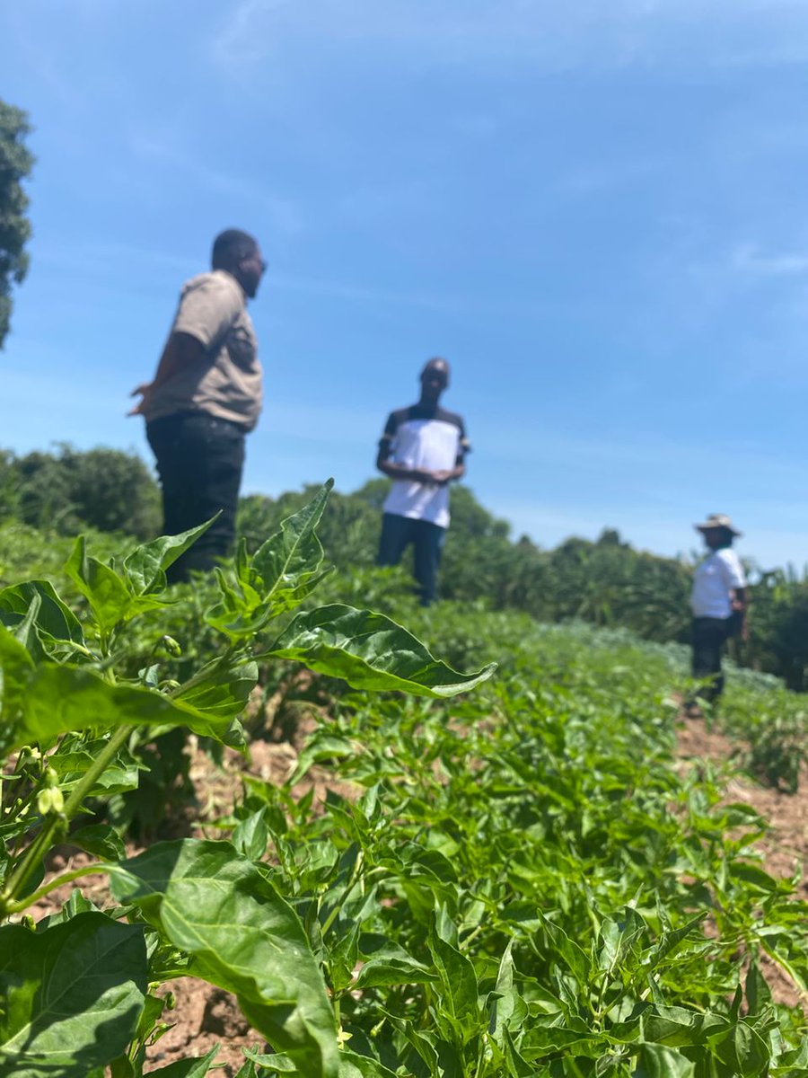 ZimTrade tweet media