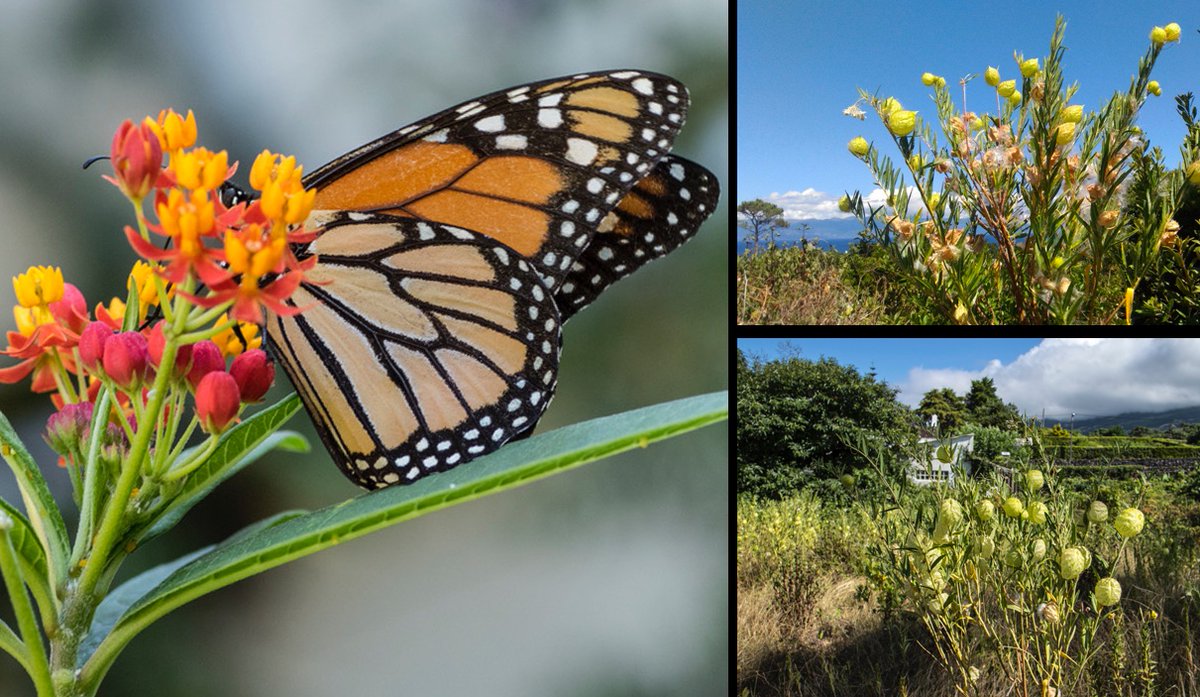 jpcancela1's tweet image. 🦋New paper out:
"History of colonisation and updated distribution of the Monarch butterfly Danaus plexippus (Linnaeus, 1758) and its hostplants in mainland Portugal, Azores and Madeira" doi.org/10.3897/nl.46.…… in @NotaLepido with @SashVasconcelos @APalmeirim