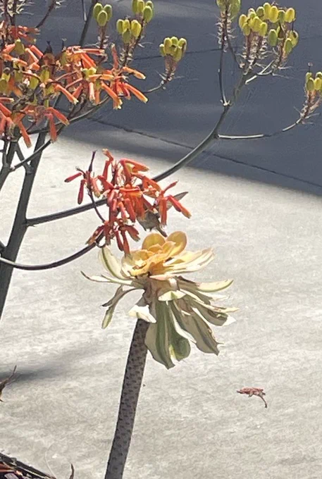 숨은 벌새찾기 