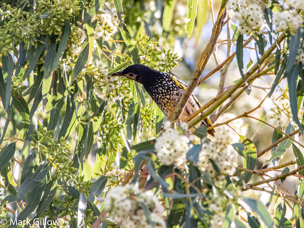Success Story Spotlight: the regent honeyeater is considered Critically Endangered due to significant population declines across its range following dramatic loss of woodland habitat. 

#ReverseTheRed #RtRYearOfAction #birdconservation