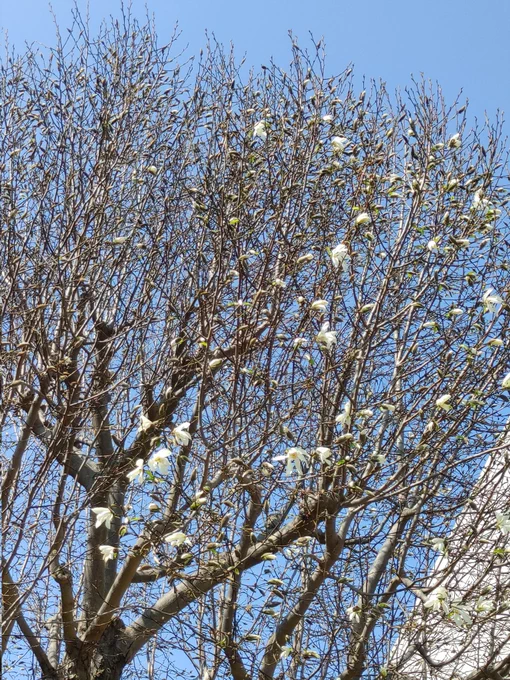 暖かいので、開花が進んだコブシ風にヒラヒラ揺れてます中肉のコットンワンピース1枚でも、大丈夫なくらいの気温(*^^*)ただ、膝と、手の関節が痛くて、作業ができなくて、今日は休む事にしました('・-・`)にしても、綺麗な花(✿・ω・) #キリトリセカイ   #イマソラ 