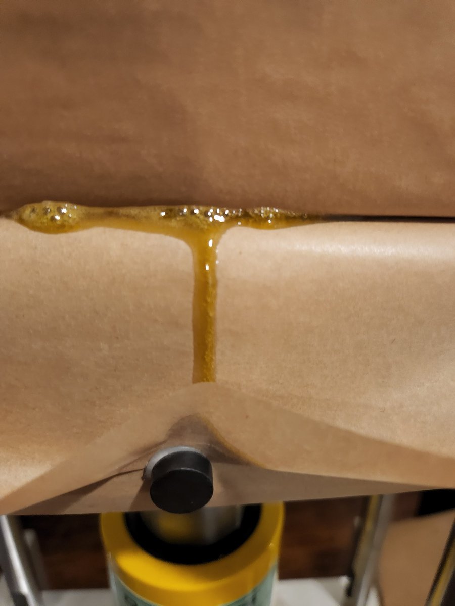 47th_Parallel_'s tweet image. Buddy's Breath F2 is indeed a killer. This rosin just rosin just jumped to the top of my list 🤤
Buddy's Breath (Tagalongz x Peanut Butter Breath) 

#Mmemberville #420friendly #420community #cannabisindustry #CannabisCommunity #Rosin #Squish #47thparallel