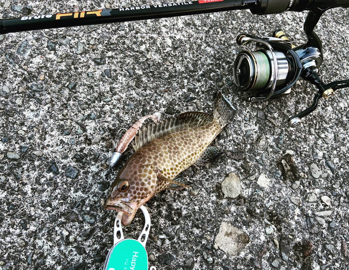 wocadaaa's tweet photo. 朝遅めの出発🤯
ベイトの溜まるエリアに望みを掛けて🐟
コンパクトオオモンハタ🔥
#apia #brutehr #harborversatile77mx
#daiwa #certatelt 2500S-XH
#live #union 45-51
#xbraid #monsterbravez
#ecogear #iwashihead
#baitbreath #ttshad
#釣り #fishing #ルアー #ロックフィッシュ #hapyson https://t.co/sBQuNt9WPY