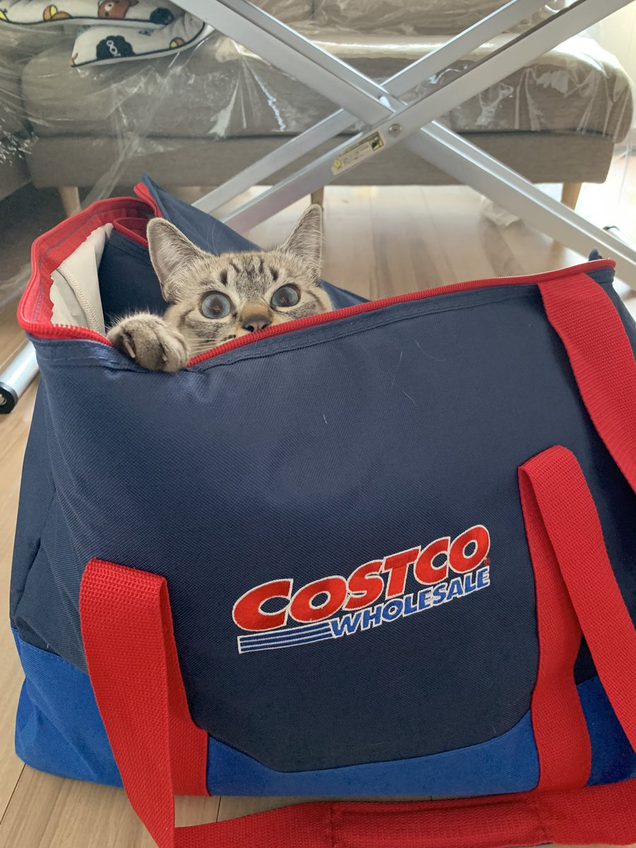 I think Belle is also excited for Costco Day!! 😂😂😂 #Friday #CatsAreFamily #foodshopping