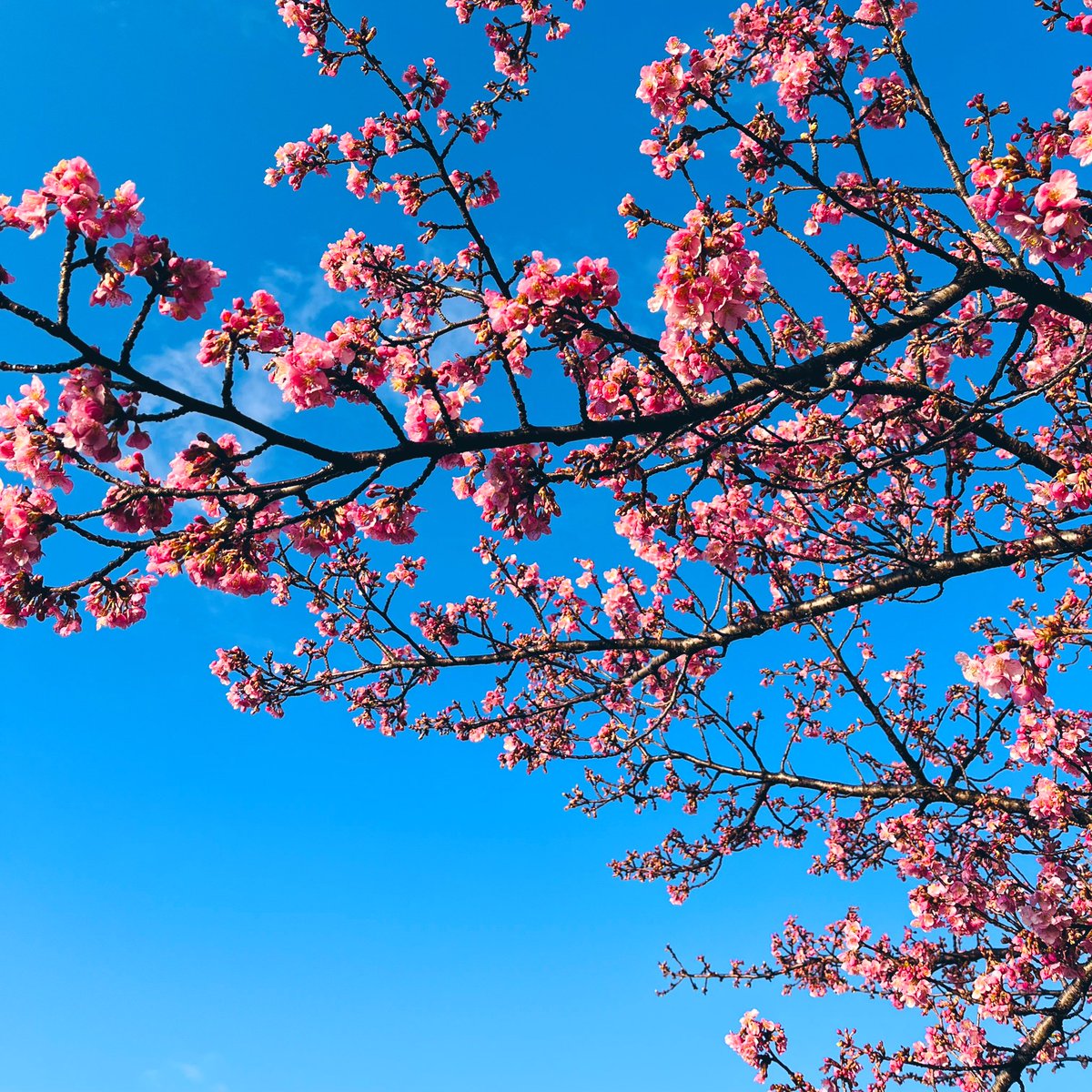 「春通り越して夏になってる気がします…暑い…!近所の河津桜はめちゃくちゃ元気! 」|おんせんのイラスト