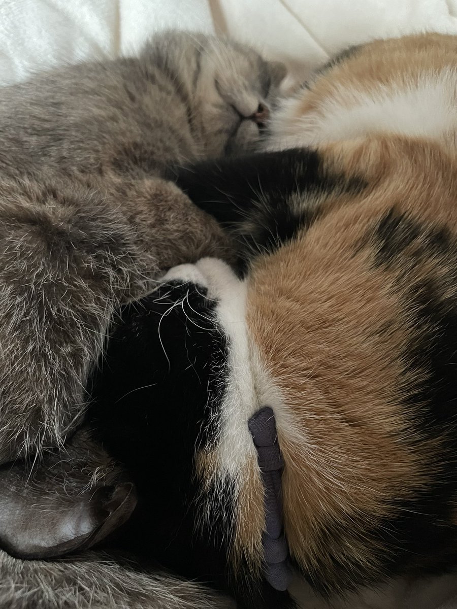 KikisSuper's tweet photo. #CatsLover #CatsOnTwitter #BFFs
お昼ごはんの時間ですよー。 https://t.co/m24gU3ZzUS