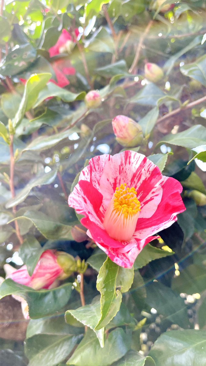 佚名 花卉圖 让兴趣，更有趣