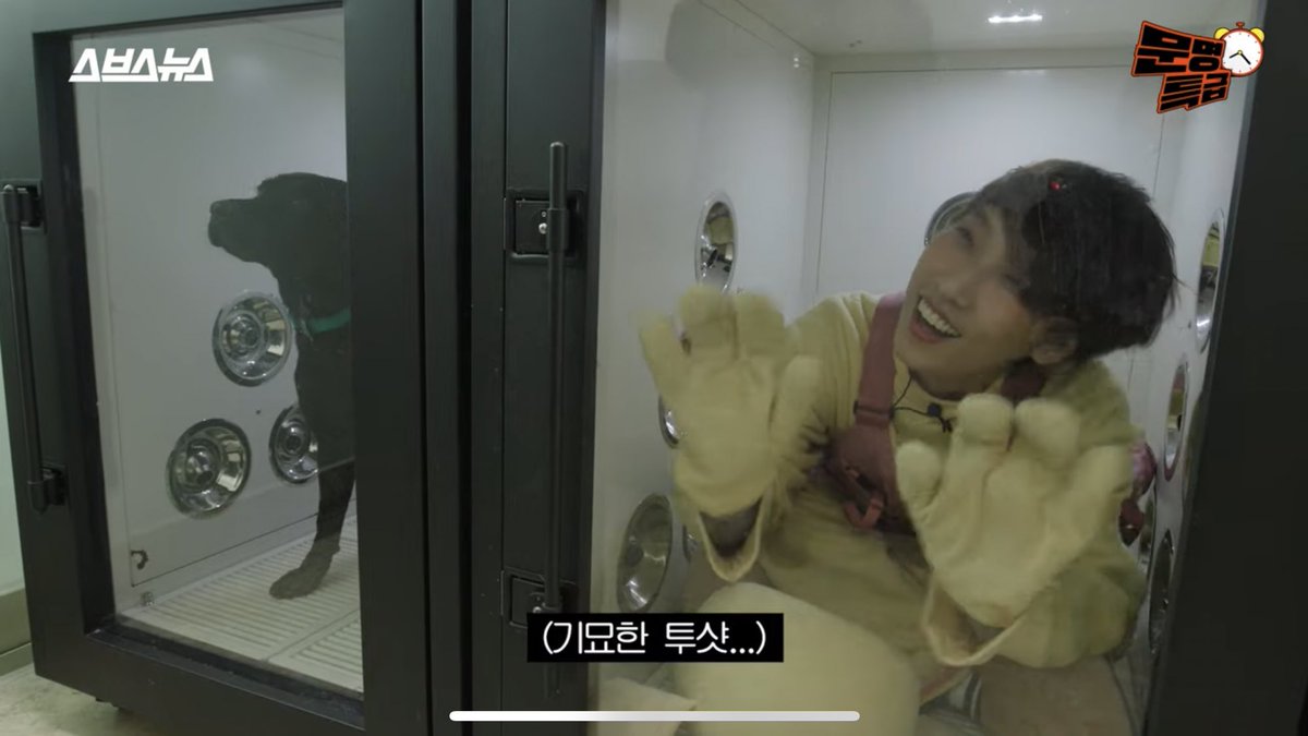 mumuir0919's tweet photo. 문특 미친거 아니냐고 ㅋㅋㅋㅋㅋㅋㅋㅋㅋ
뭔가 직업 체험 기획인데 마약 탐지견 훈련사가 아니라 마약 탐지견을 체험하고 있음 ㅁㅊ
훈련사님이 머리도 씻겨줌 ㅋ ㅋ ㅋ ㅋ https://t.co/eGiXYes846