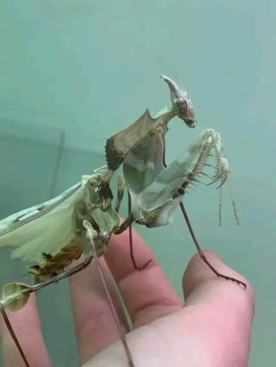 RincnCuriosoo's tweet photo. El animal que estás viendo es una Mantis flor del diablo, nativa de África https://t.co/Lsj73oMsVH