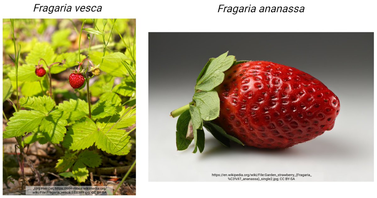 Strawberry has two DFRs with specific substrate preferences: DFR1 accepts only dihydrokaempferol, while DFR2 accepts only dihydroquercetin and dihydromyricetin. Resulting anthocyanins are orange/red or red/pink, respectively. Details: lnk.tu-bs.de/6pKrdf #FlavonoidFriday