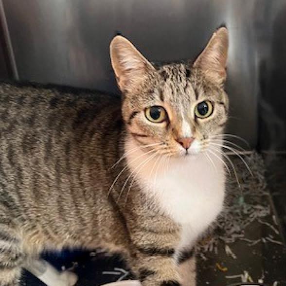 Lost Dog & Cat Rescue on Twitter "Amethyst, one of the 11 cats rescued