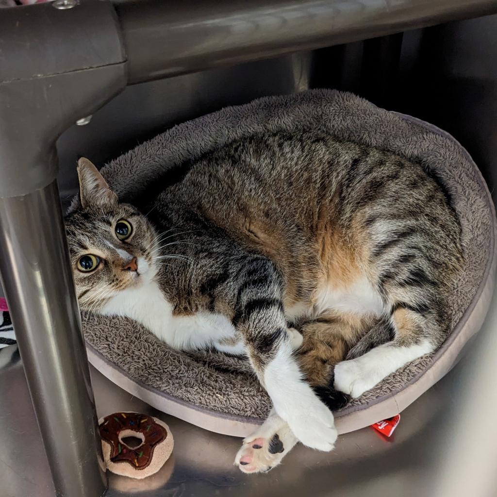 Lost Dog & Cat Rescue on Twitter "Amethyst, one of the 11 cats rescued