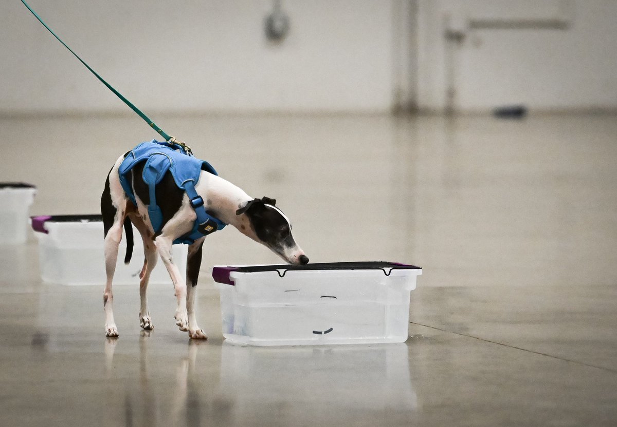 Gonna be slow to respond until Monday! Heading out of town tomorrow after work for the first competition of the year 🫡 

Lots of stuff JP stuff arriving soon. Please make sure to check discord for updates 🐕