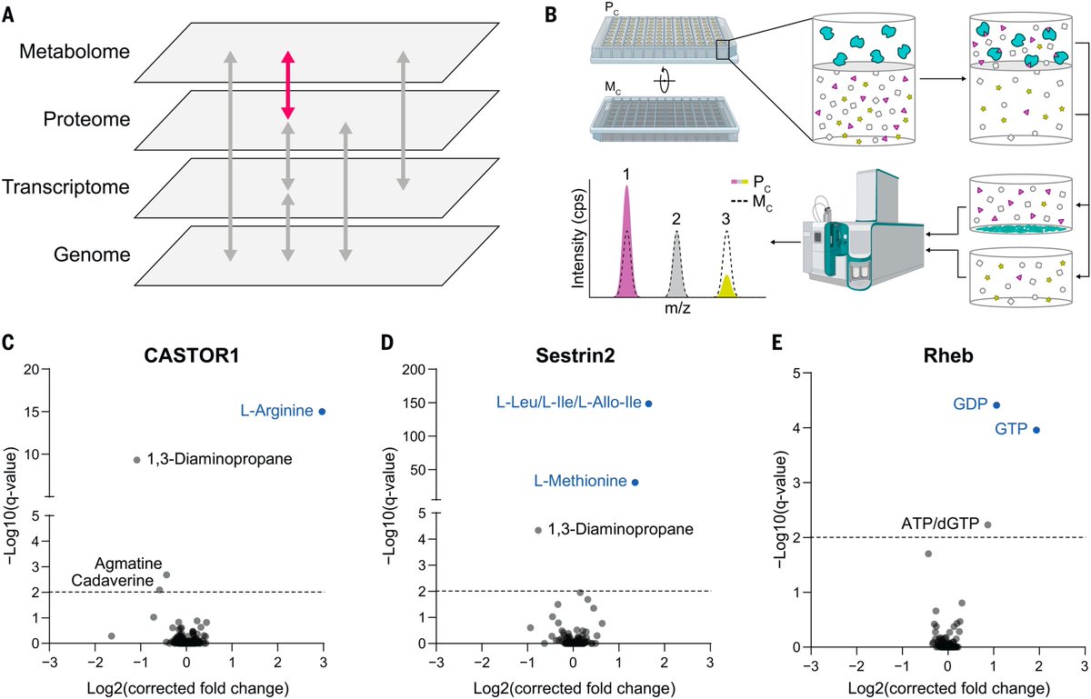 This is great! An important tool for the discovery of protein-metabolite interactions. Very nice to see Sestrin and Castor as prime examples for leucine and arginine, respectively. It even catches the weaker interaction of Sestrin2 with methionine. Congrats to Rutter lab!