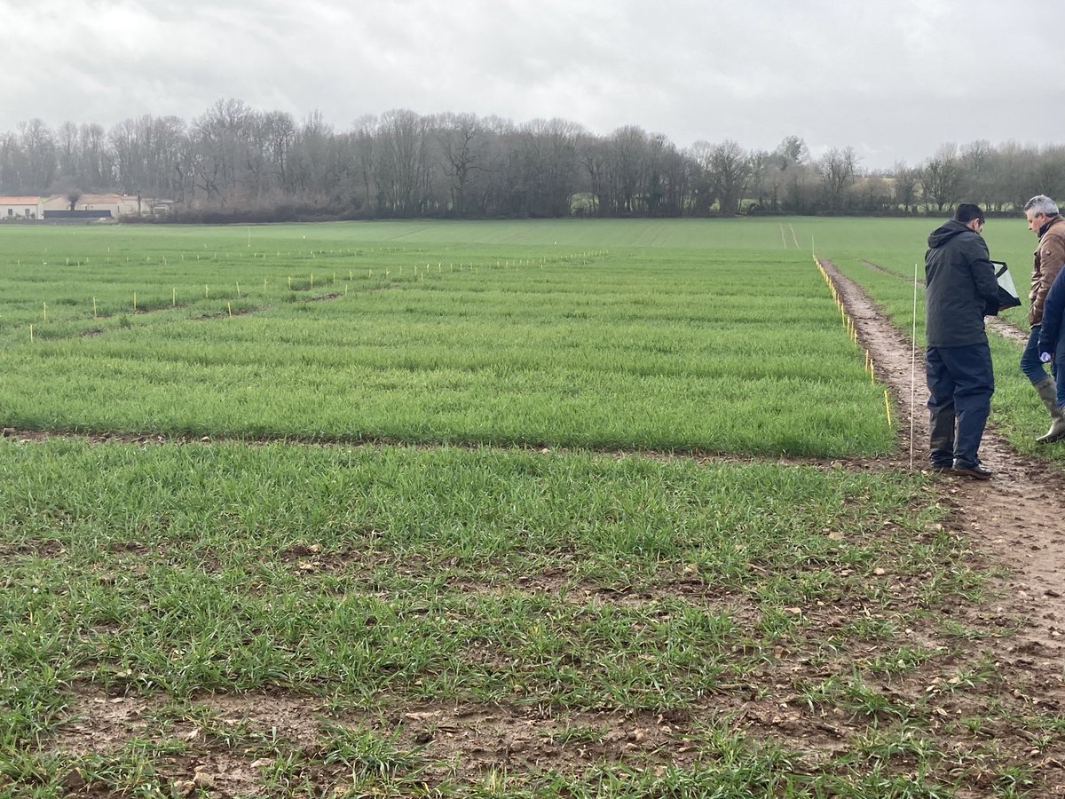 BUREAU20's tweet photo. Visite des Essais variétés blé et colza mis en place par le Réseau #IMPAACT à la CRECHE(79)
—> notations en vue d’un référencement https://t.co/rCwttJPwaW
