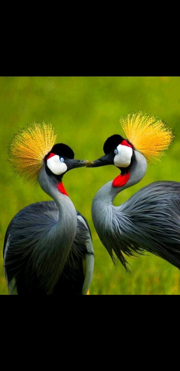 KaburaraD's tweet photo. According to the Wildlife Conservation reports by the Ministry of Tourism, Uganda has lost over 80% of the 35000 crested cranes over the last 26 years as per the last census carried out in 1995. This is mainly due to the continued destruction of wetlands. https://t.co/WC377VFLAO