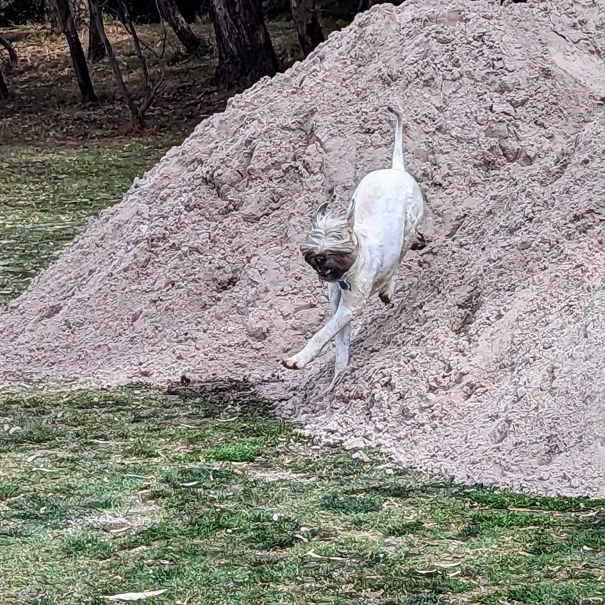 OberonWheaten's tweet photo. Wahoooooooo. There was a fun sand playground at the park. I got to play with Pip and my cousin dog Pickles. We all had so much fun.
#SandFun
#RunRunRun #Zoomies https://t.co/Hk2x99J2uO