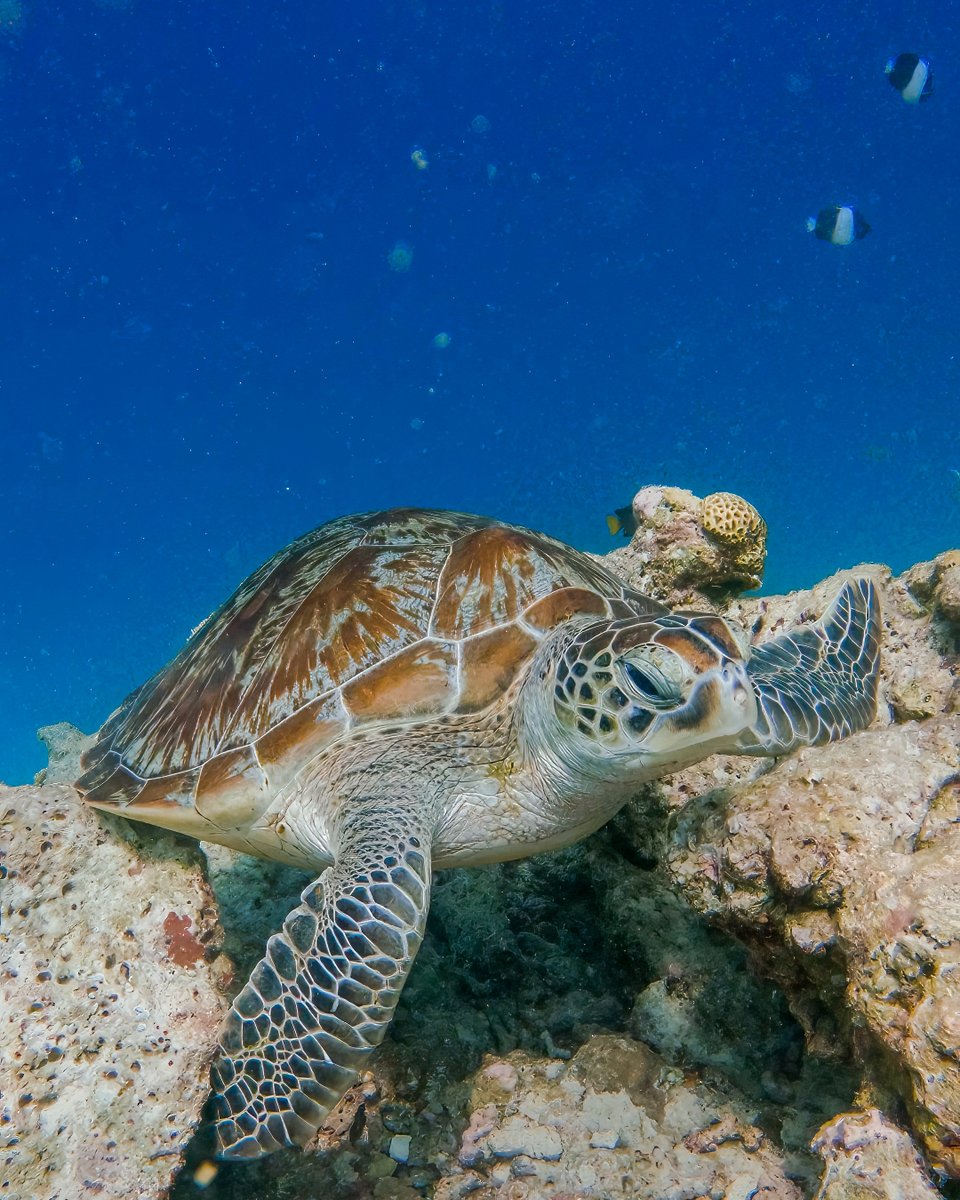 Encounter an array of exotic marine life within our vibrant coral reefs, right from our resort’s doorstep. 
.
.
#KIHAA #KIHAAMaldives #KIHAAMoments