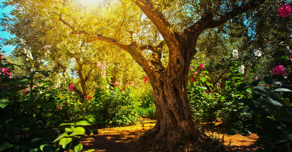 ValGalante_Love's tweet image. #Garden #Gethsemane #OliveGrove #Jesus