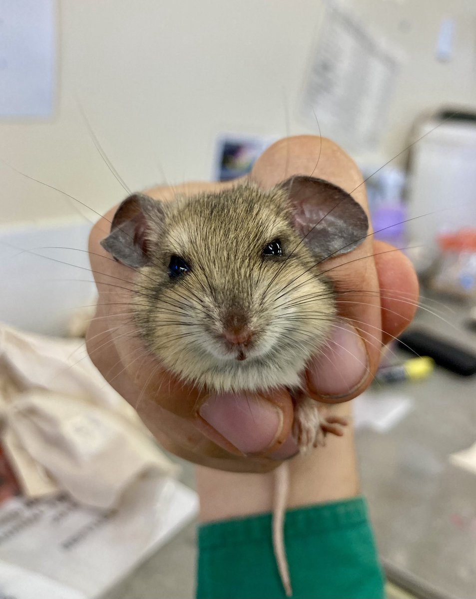 Those cheeks! 😘 Plains mouse during annual pitfall trapping ⁦@AridRecovery⁩ Bumper year for the threatened species in the cat-free reserve after good seasons