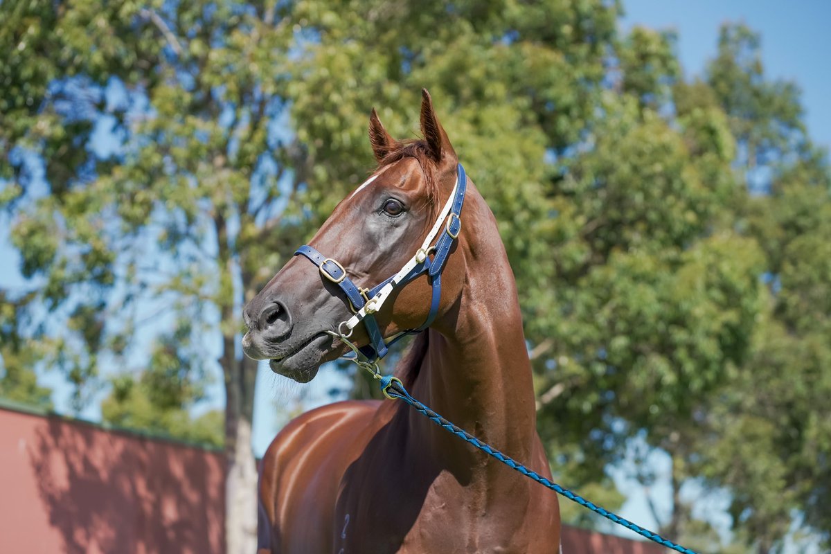 FlemingtonVRC's tweet photo. Front Page has arrived at #Flemington ready to take on the 150th running of the @YulongInvest Stud Newmarket Handicap. https://t.co/g6aqZh62eQ