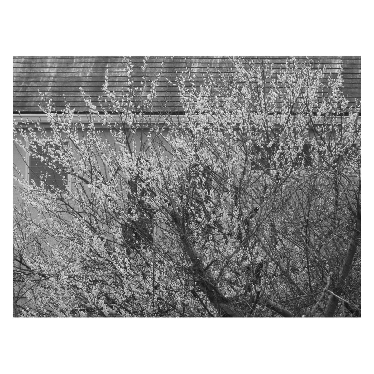 Miroku0310Rose's tweet photo. 現し身
#utsushimi
#写し巳
#monochromephotography https://t.co/STAzFgWmFZ