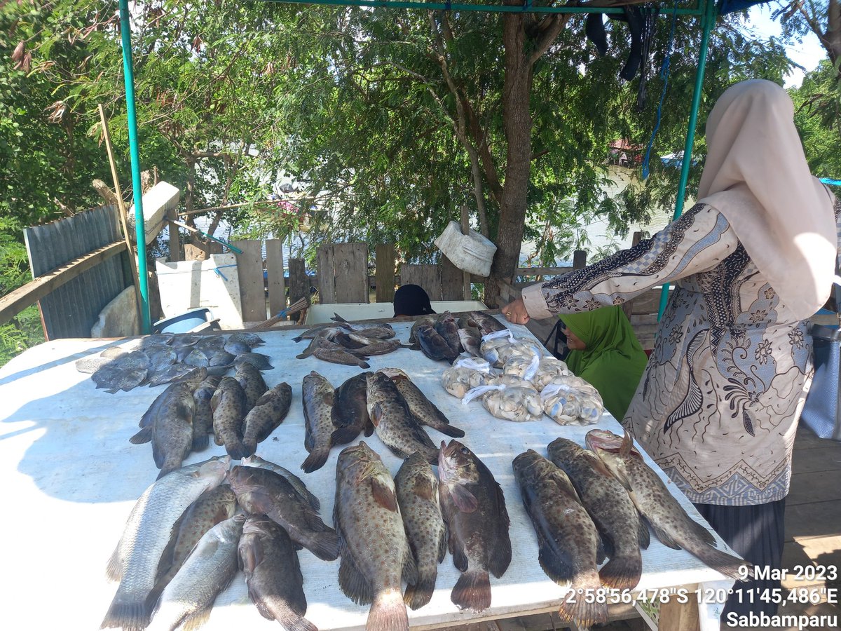IkraRYasmin's tweet photo. Kamis 9/3 ,Ikra, Luhkan Kota Palopo, di Kel.Sabbamparu Kec. Wara Utara, mlporkan produksi tangkapan ikan milik kub pallibu sabbamparu dan d sbnyk 20 kg, hrga Jual 50-100ribu/ #luhlapor #GiatLuhkanSatminkalMaros #kotapalopo #Tangkap @brsdm_kp @puslatluhkp @BRPBAP3_Maros https://t.co/dHC2H244dB