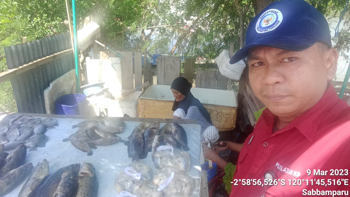 IkraRYasmin's tweet photo. Kamis 9/3 ,Ikra, Luhkan Kota Palopo, di Kel.Sabbamparu Kec. Wara Utara, mlporkan produksi tangkapan ikan milik kub pallibu sabbamparu dan d sbnyk 20 kg, hrga Jual 50-100ribu/ #luhlapor #GiatLuhkanSatminkalMaros #kotapalopo #Tangkap @brsdm_kp @puslatluhkp @BRPBAP3_Maros https://t.co/dHC2H244dB