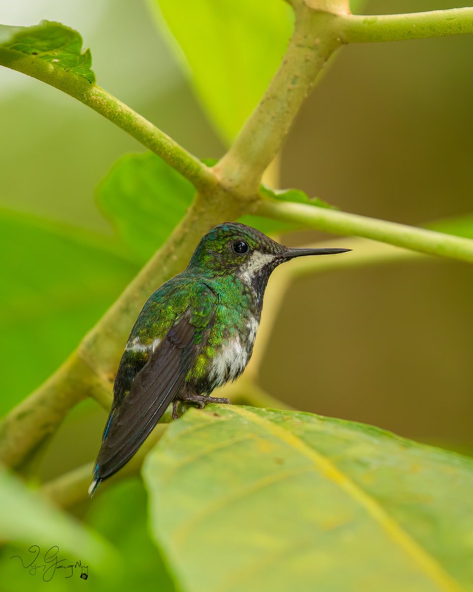 vijgang's tweet photo. A tiny jewel of nature, the Scintillant is Costa Rica's smallest hummingbird at about 3 inches. Notice how it fits between the branches of a plant!
1/80 sec at f/7.1, ISO 1600 at 400mm (Canon gear 100-400mm)
.
.
.
#eosr5
#canonindia #canonindia_official
#animalplanet
#natgeowild https://t.co/WzkW8z35DO