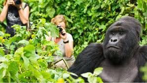 African (@ali_naka) on Twitter photo 2023-03-10 05:32:37 An important aspect of tourism in Rwanda is the revenue sharing program, where 10% of park revenues go directly to the communities surrounding its national parks. #VisitRwanda An important aspect of tourism in Rwanda is the revenue sharing program, where 10% of park revenues go directly to the communities surrounding its national parks. #VisitRwanda