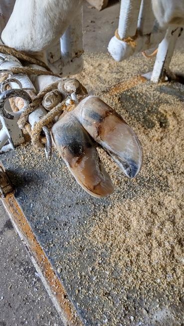 今日はお手伝いしに行きました。3週間ぶりくらいに牛を見ましたが大っきくて怖かったです。自分が出来る仕事は少なかったですが、少しは削蹄の補助ができたと思います。4月から大学生になるというのに初めて牛を触りました。現在募集中の従業員の方は削蹄の補助がメインになると思います。