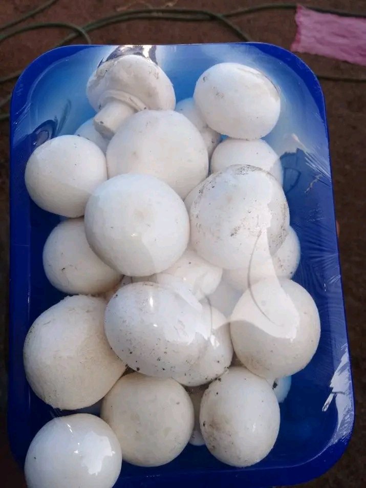 Mushroom Kenya tweet media