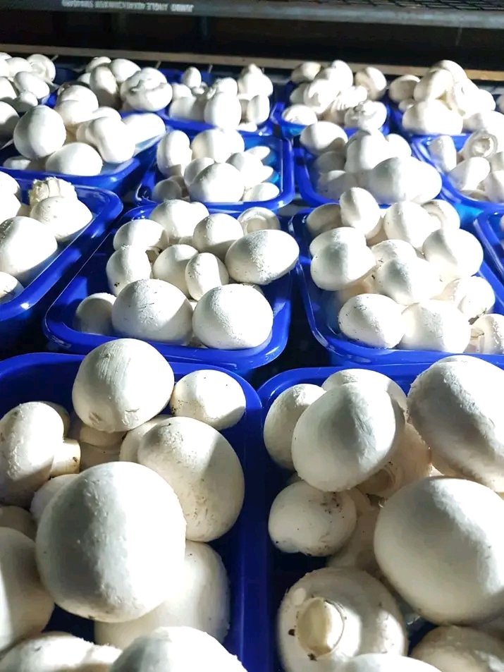 Mushroom Kenya tweet media