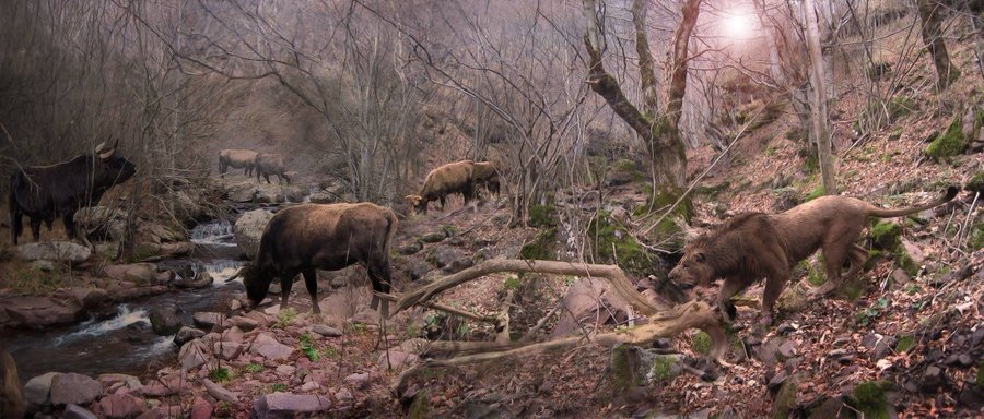Los leones que vivieron en #Europa en tiempos históricos era de la misma subespecie que el león de #India y el del Norte de África, cuyos últimos 400 individuos malviven en un puñado de reservas en el Sahel. Para saber más: bit.ly/3mxPcgD 
Ilustración: V. Simeonovski