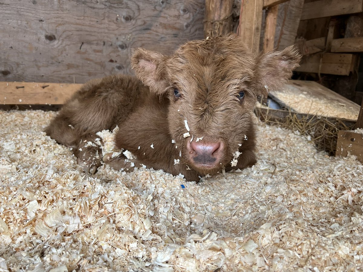 EnsignRosa's tweet photo. Hi! I’ve been gone a while, I’m doing good, and this little sweetie is a week old today 🥰. I’ve been busy. https://t.co/E6YpjcXpTt