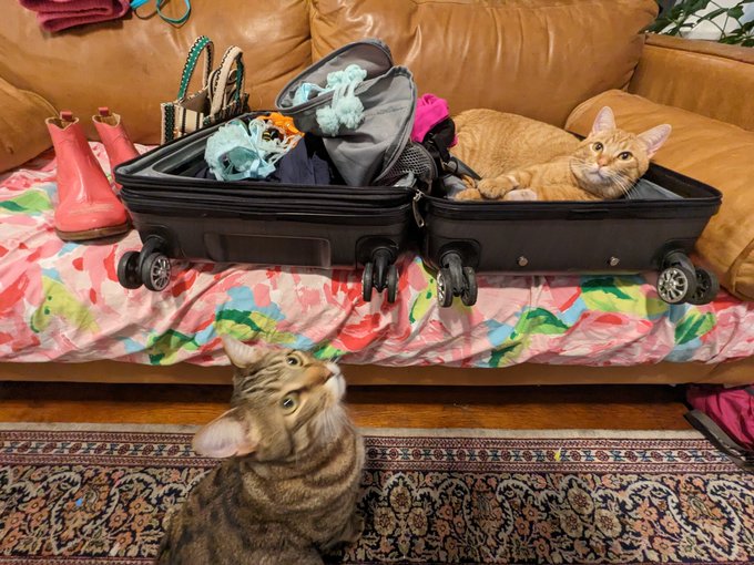 Packing for my FMTY trip tomorrow, the meows are not helping ✈️ Thank you R for flying me out of this<a href="/tag/mvsales"class="tags"><span>#mvsales</span></a>