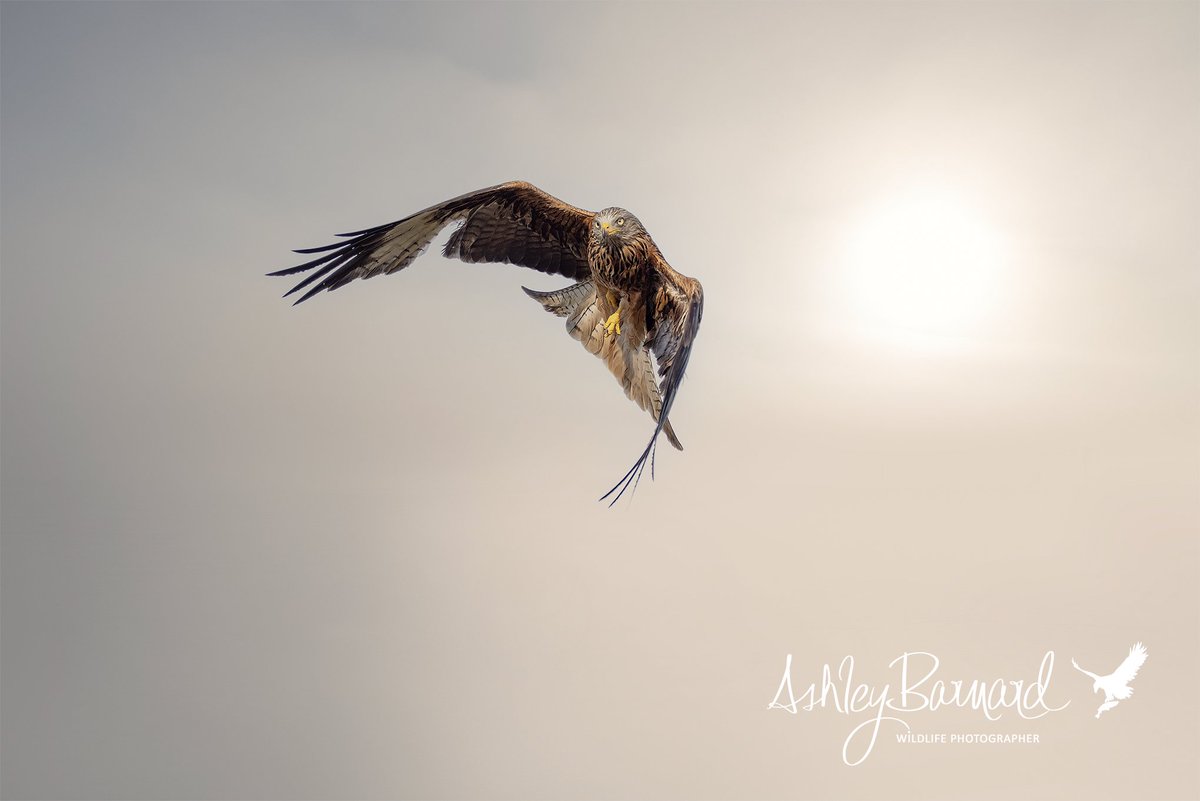 AshleyjBarnard's tweet photo. Captured this lovely shot of a Red Kite at the Gigrin red kite Farm in wales the other week, I got so many great shots it's hard just to post one.
#gigrin #wales #redkite #raptor #birdofprey #birdofpreyphotography #wildlife #birdphotographer #birdphotography #wildlifephotographer https://t.co/15IdRSu0Tx