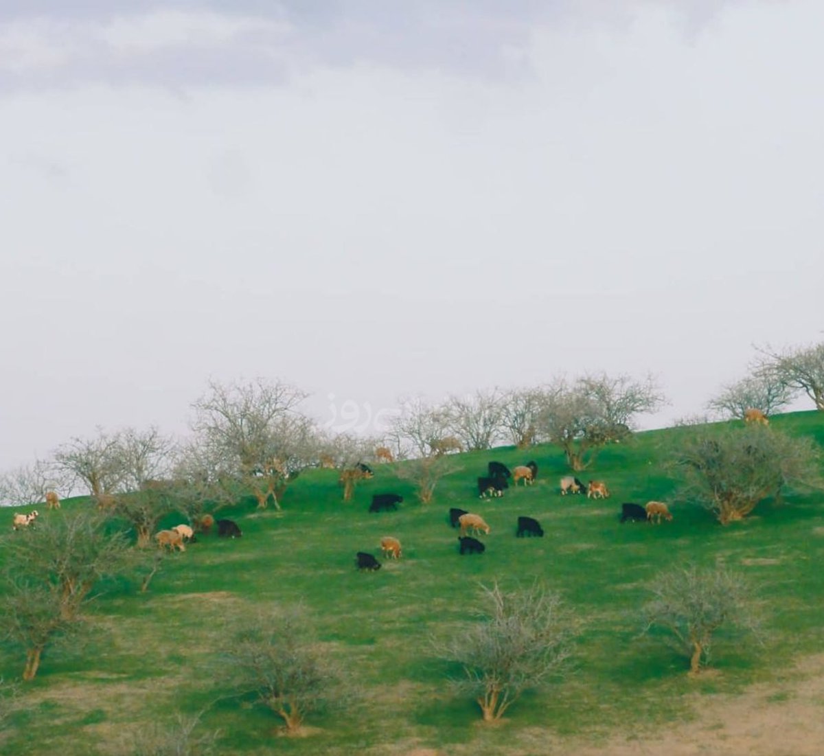AfghanMirrorHD's tweet photo. The beautiful view of Afghanistan Badghis Province. 
#Afghanistan #badghis 
#NatureBeauty #nature https://t.co/N0m4CgUAdQ