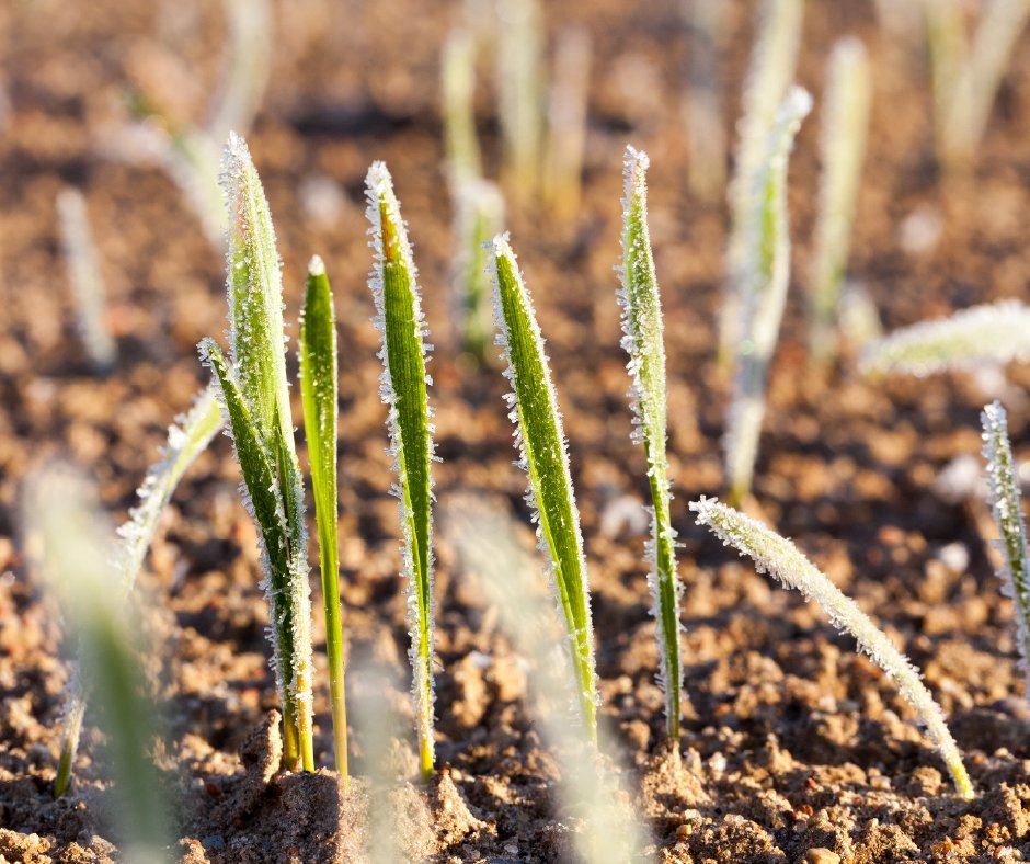 WynnstayGroup's tweet photo. A clean start is essential for a successful crop. Competition from weeds can result in establishment issues, lodging and reduced yields.
Read our guide to making decisions ahead of spring cropping:
https://t.co/Mh3F3a5lqJ
#SpringCereals #SpringCropping #Arable #Farming https://t.co/i0Dv1iYI97