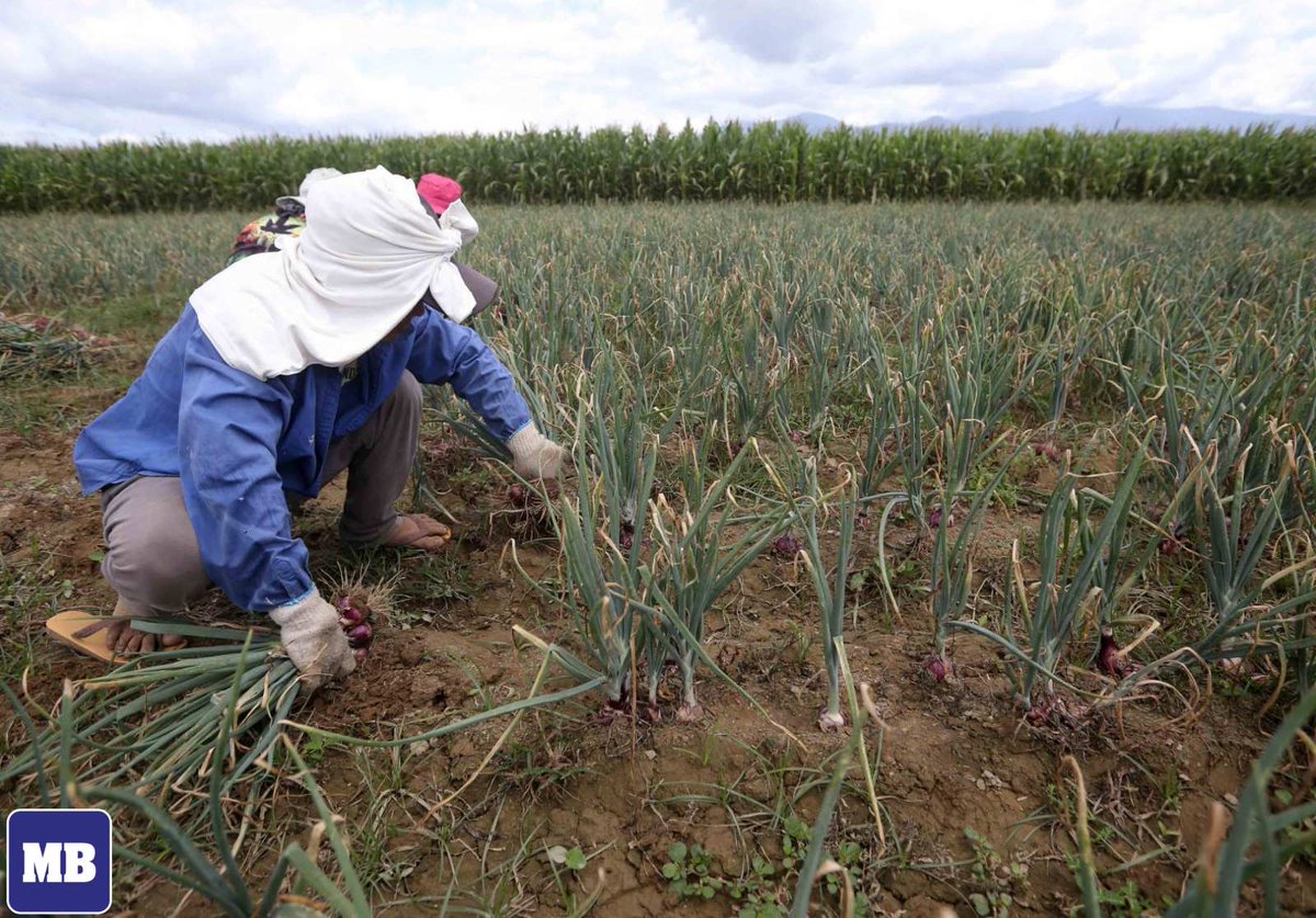 Manila Bulletin News on Twitter "Farmers are seen packing newly